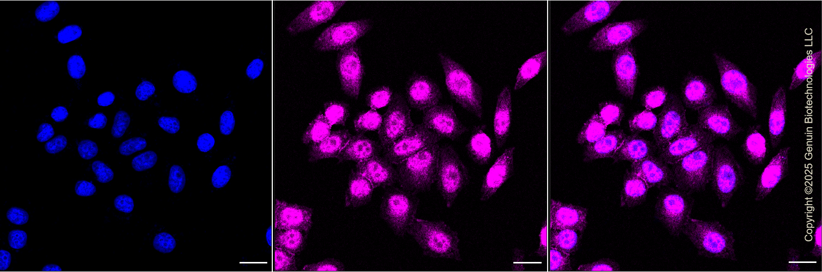 KO-Validated Anti-14-3-3 alpha/beta Rabbit Monoclonal Antibody ABG2426