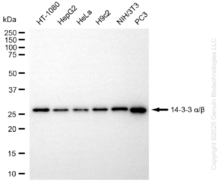 KO-Validated Anti-14-3-3 alpha/beta Rabbit Monoclonal Antibody ABG2426