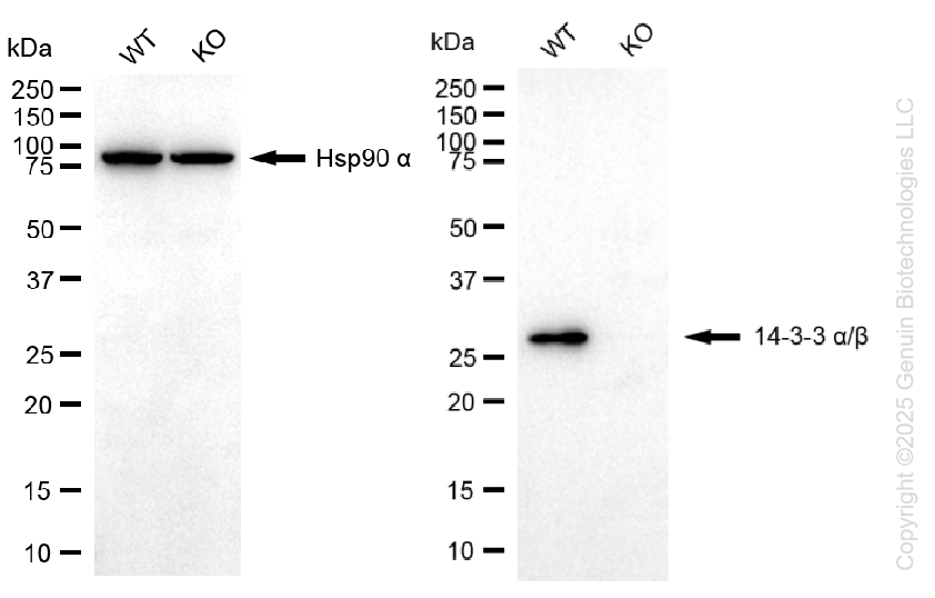 KO-Validated Anti-14-3-3 alpha/beta Rabbit Monoclonal Antibody ABG2426
