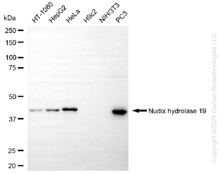 KO-Validated Anti-Nudix Hydrolase 19 Rabbit Monoclonal Antibody ABG2427