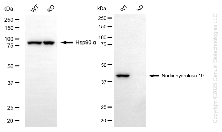 KO-Validated Anti-Nudix Hydrolase 19 Rabbit Monoclonal Antibody ABG2427