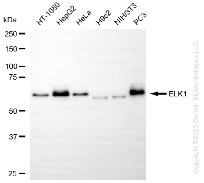 KO-Validated Anti-ETS Transcription Factor ELK1 Rabbit Monoclonal Antibody ABG2428