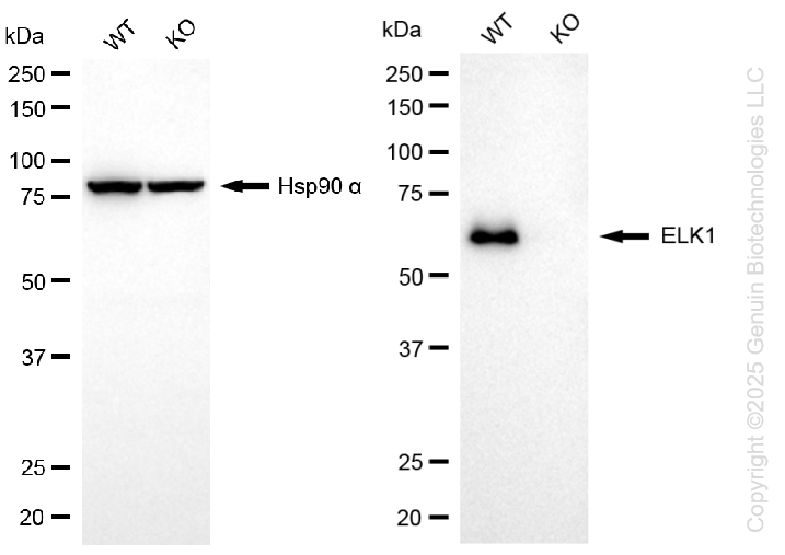 KO-Validated Anti-ETS Transcription Factor ELK1 Rabbit Monoclonal Antibody ABG2428