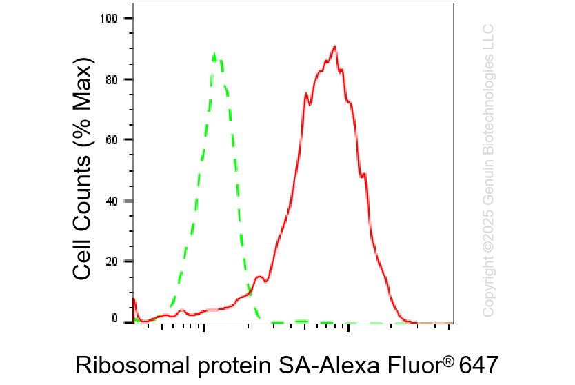 KO-Validated Anti-Ribosomal Protein SA Rabbit Monoclonal Antibody ABG2429