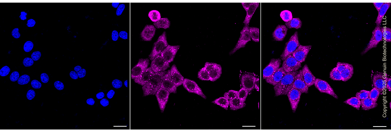 KO-Validated Anti-Ribosomal Protein SA Rabbit Monoclonal Antibody ABG2429