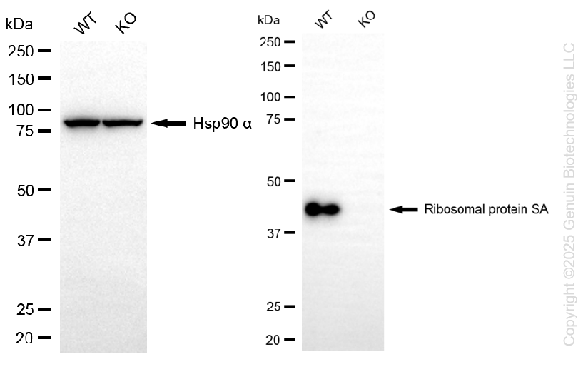 KO-Validated Anti-Ribosomal Protein SA Rabbit Monoclonal Antibody ABG2429