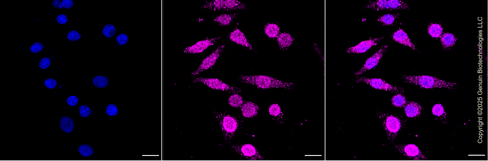 KO-Validated Anti-Endonuclease G Rabbit Monoclonal Antibody ABG2430