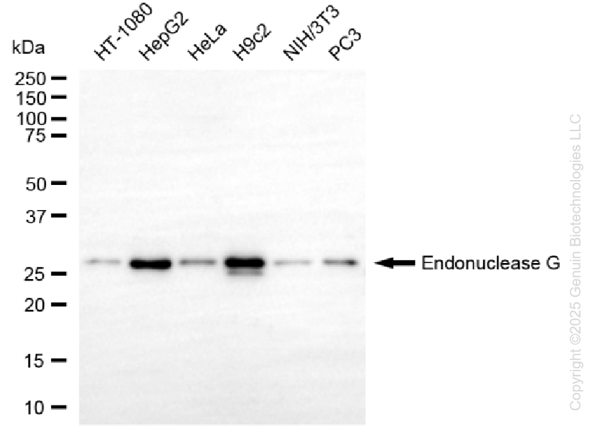 KO-Validated Anti-Endonuclease G Rabbit Monoclonal Antibody ABG2430