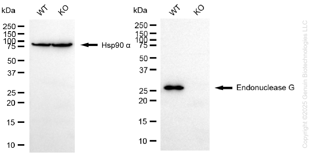 KO-Validated Anti-Endonuclease G Rabbit Monoclonal Antibody ABG2430
