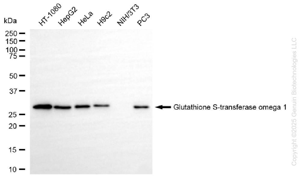 KO-Validated Anti-GSTO1 Rabbit Monoclonal Antibody ABG2431