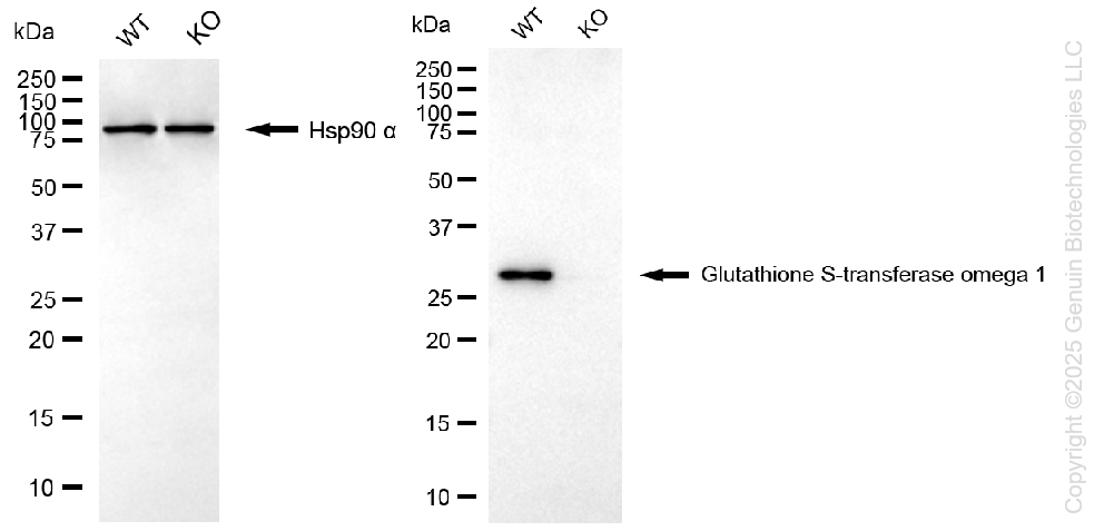 KO-Validated Anti-GSTO1 Rabbit Monoclonal Antibody ABG2431