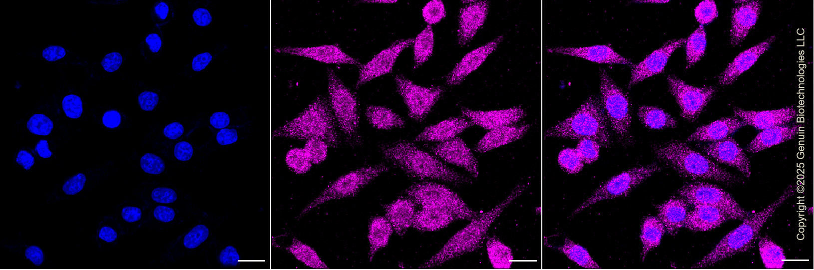 KO-Validated Anti-Protein Regulator Of Cytokinesis 1 Rabbit Monoclonal Antibody ABG2432