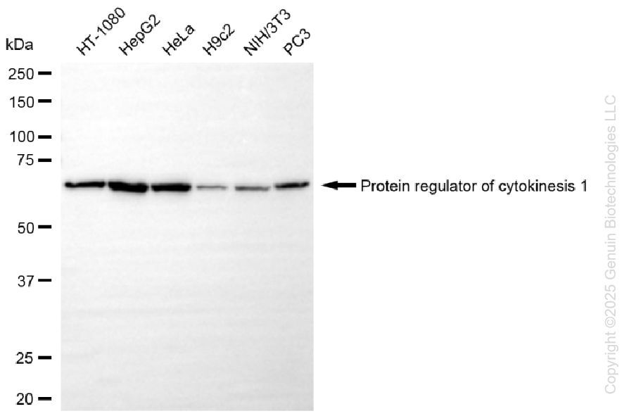 KO-Validated Anti-Protein Regulator Of Cytokinesis 1 Rabbit Monoclonal Antibody ABG2432