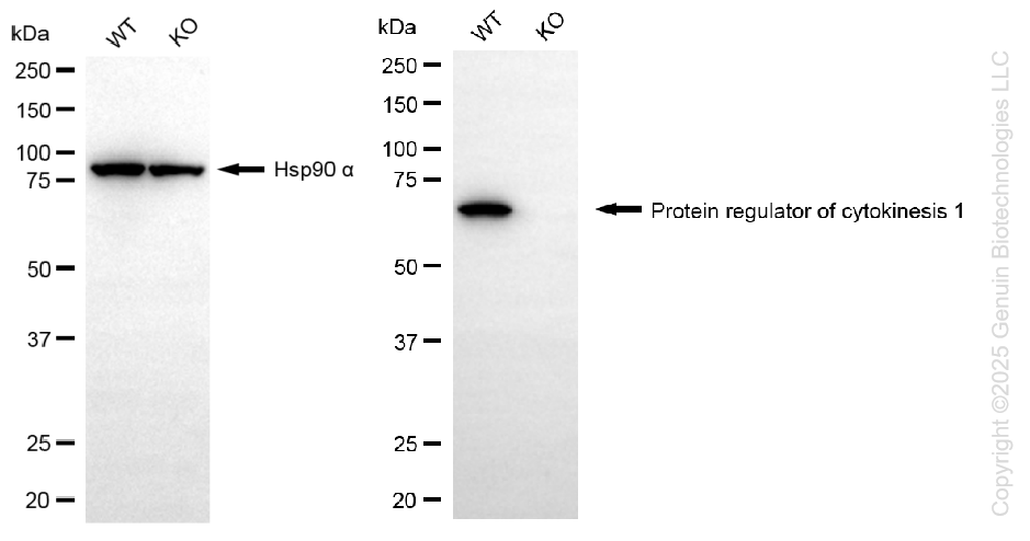 KO-Validated Anti-Protein Regulator Of Cytokinesis 1 Rabbit Monoclonal Antibody ABG2432