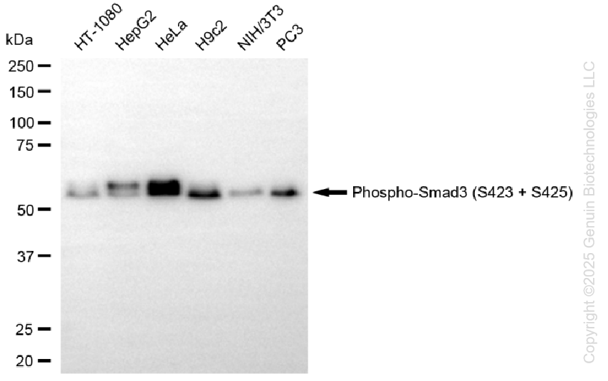KO-Validated Anti-Phospho-Smad3 (S423 + S425) Rabbit Monoclonal Antibody ABG2433