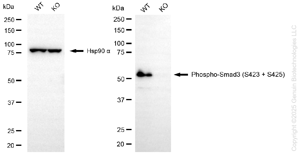 KO-Validated Anti-Phospho-Smad3 (S423 + S425) Rabbit Monoclonal Antibody ABG2433