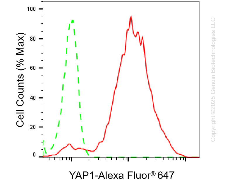 KO-Validated Anti-YAP1 Rabbit Monoclonal Antibody ABG2434