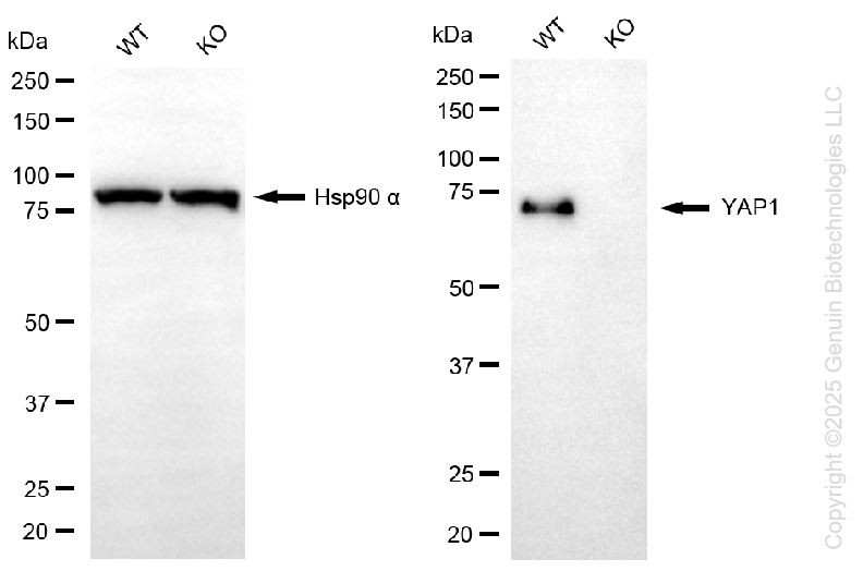 KO-Validated Anti-YAP1 Rabbit Monoclonal Antibody ABG2434