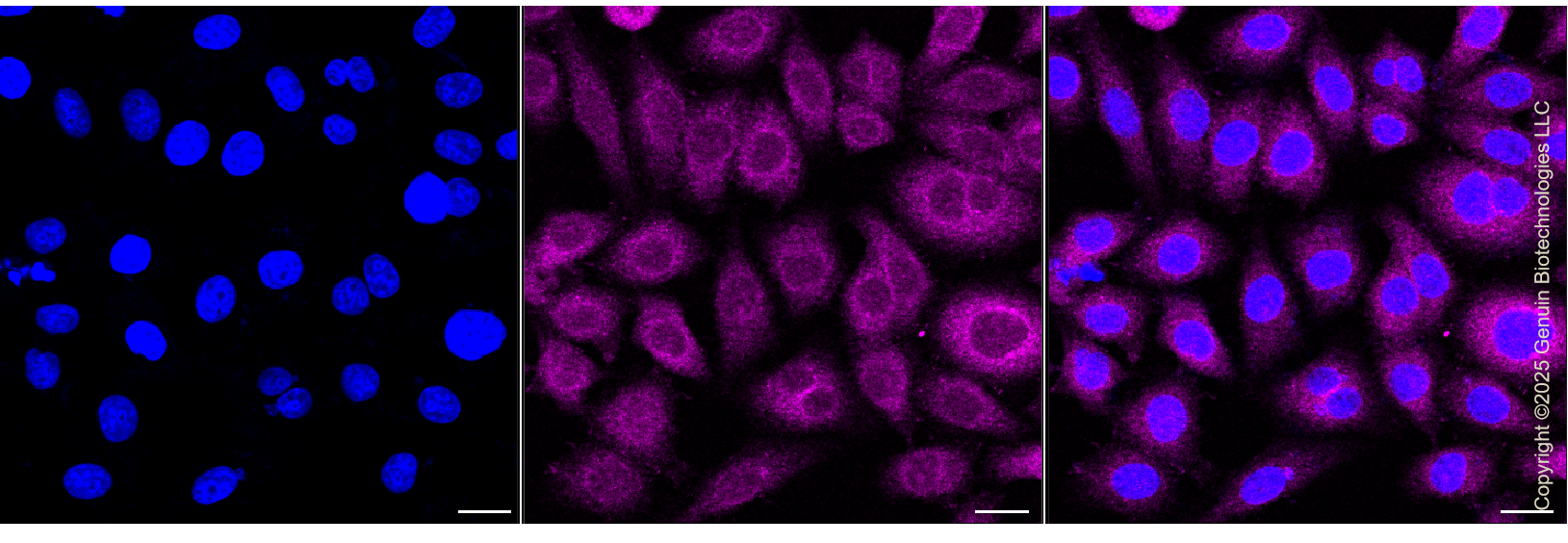 KO-Validated Anti-Serine/Threonine Kinase 3 Rabbit Monoclonal Antibody ABG2435