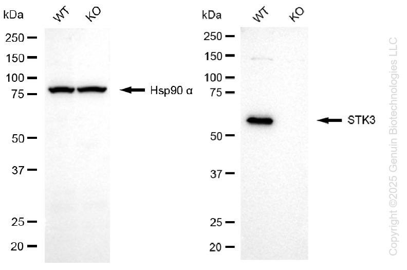 KO-Validated Anti-Serine/Threonine Kinase 3 Rabbit Monoclonal Antibody ABG2435