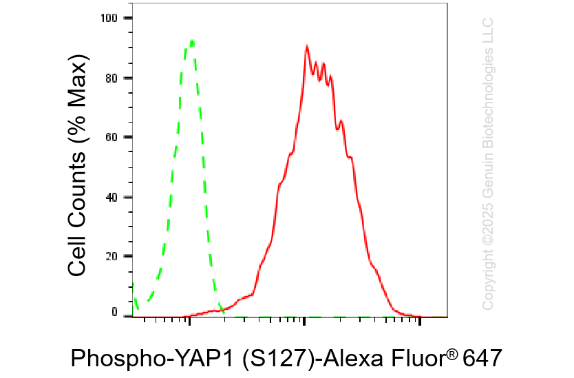 KO-Validated Anti-Phospho-YAP1 (S127) Rabbit Monoclonal Antibody ABG2436