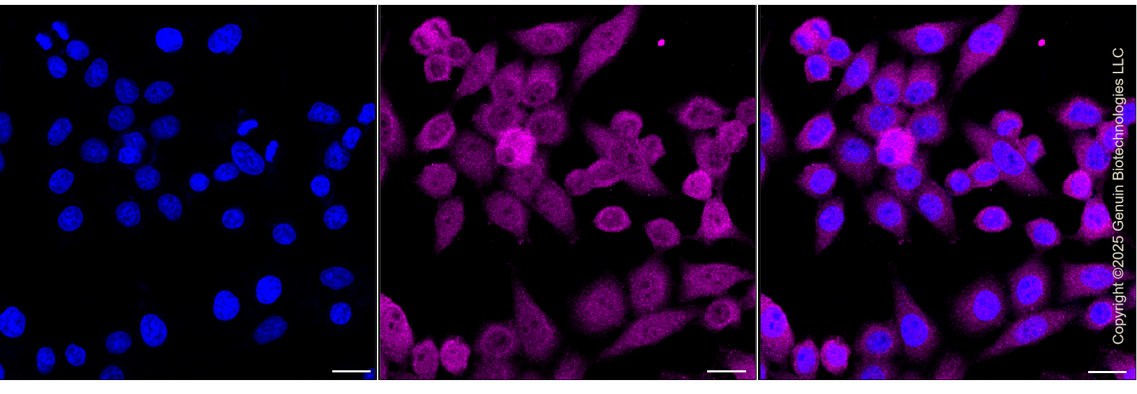 KO-Validated Anti-Phospho-YAP1 (S127) Rabbit Monoclonal Antibody ABG2436