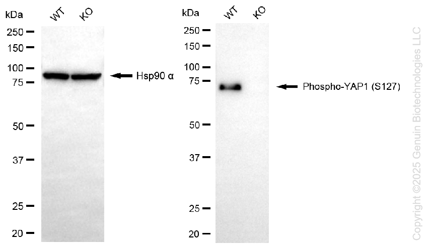 KO-Validated Anti-Phospho-YAP1 (S127) Rabbit Monoclonal Antibody ABG2436