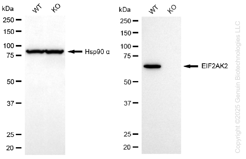 KO-Validated Anti-EIF2AK2 Rabbit Monoclonal Antibody ABG2437