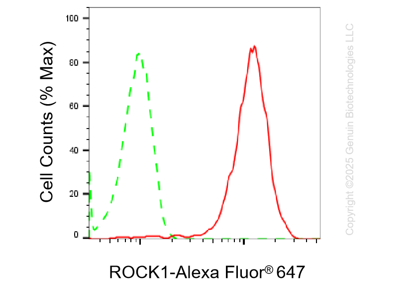 KO-Validated Anti-ROCK1 Rabbit Monoclonal Antibody ABG2438