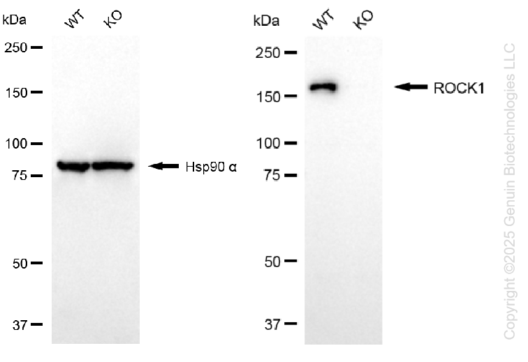 KO-Validated Anti-ROCK1 Rabbit Monoclonal Antibody ABG2438