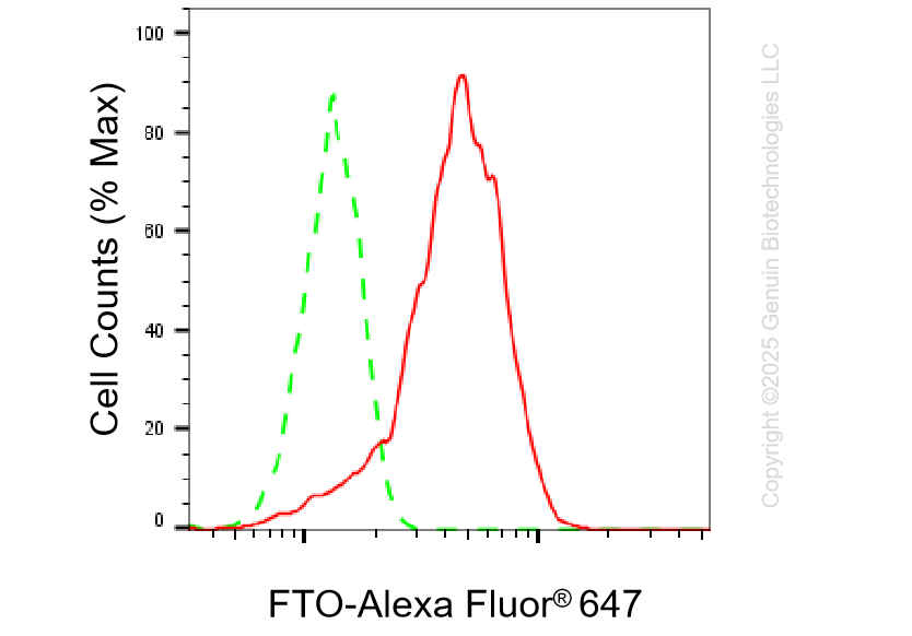 KO-Validated Anti-FTO Rabbit Monoclonal Antibody ABG2439