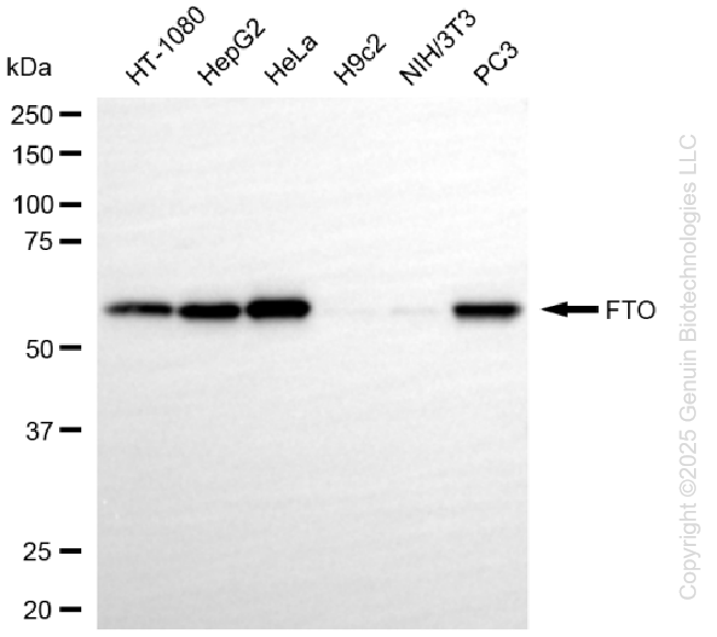 KO-Validated Anti-FTO Rabbit Monoclonal Antibody ABG2439