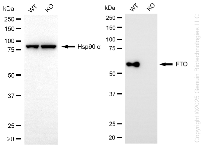KO-Validated Anti-FTO Rabbit Monoclonal Antibody ABG2439