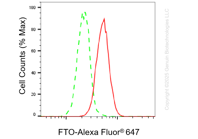 KO-Validated Anti-FTO Mouse Monoclonal Antibody ABG2440