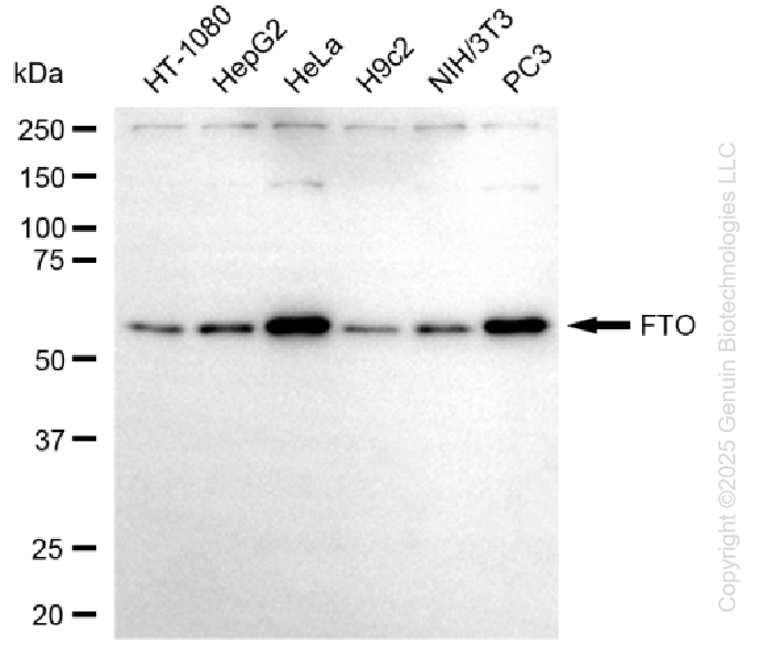 KO-Validated Anti-FTO Mouse Monoclonal Antibody ABG2440