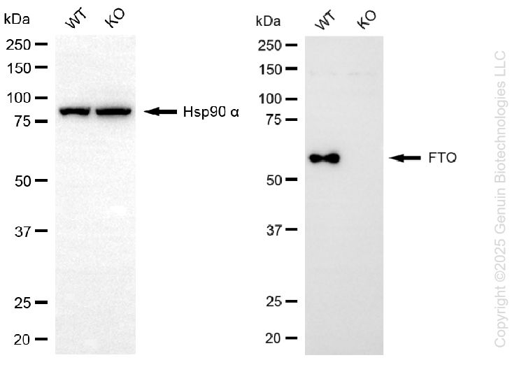 KO-Validated Anti-FTO Mouse Monoclonal Antibody ABG2440