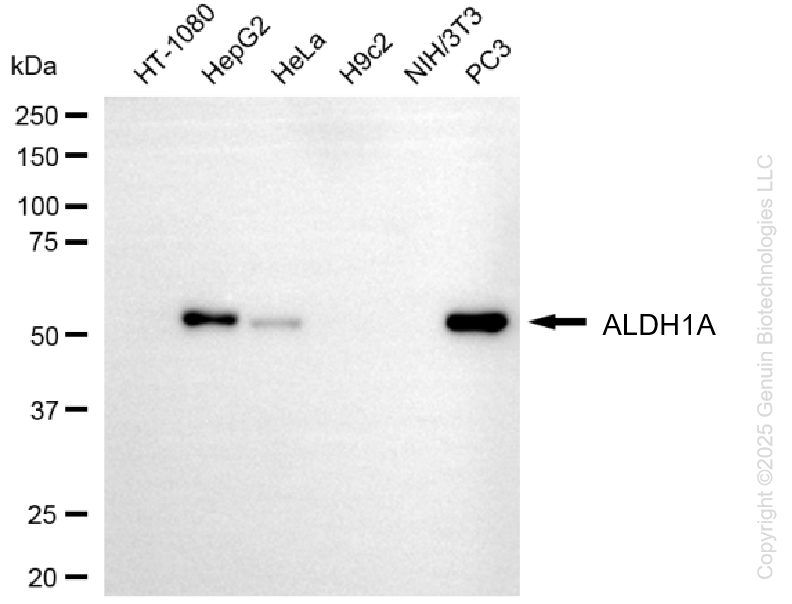 KO-Validated Anti-ALDH1A3 Mouse Monoclonal Antibody ABG2441