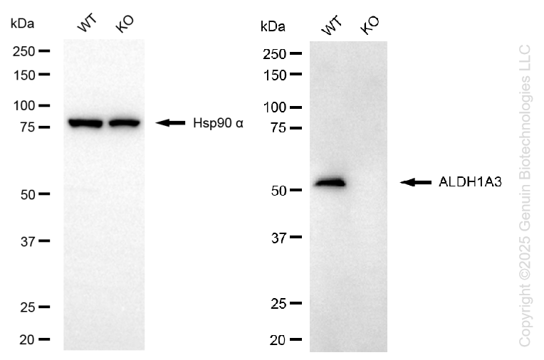 KO-Validated Anti-ALDH1A3 Mouse Monoclonal Antibody ABG2441