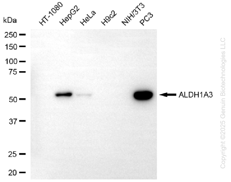 KO-Validated Anti-ALDH1A3 Mouse Monoclonal Antibody ABG2442