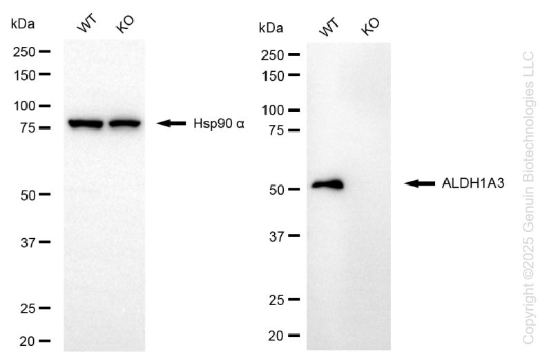 KO-Validated Anti-ALDH1A3 Mouse Monoclonal Antibody ABG2442