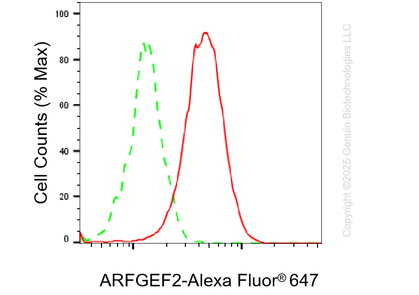 KO-Validated Anti-ARFGEF2 Rabbit Monoclonal Antibody ABG2443