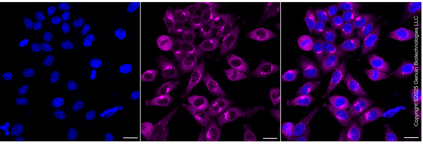 KO-Validated Anti-ARFGEF2 Rabbit Monoclonal Antibody ABG2443
