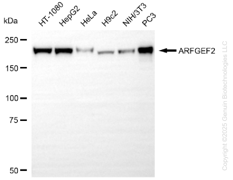 KO-Validated Anti-ARFGEF2 Rabbit Monoclonal Antibody ABG2443