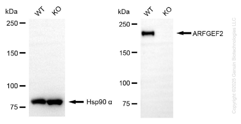 KO-Validated Anti-ARFGEF2 Rabbit Monoclonal Antibody ABG2443