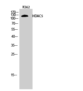 HDAC5 Rabbit pAb ABZ1279