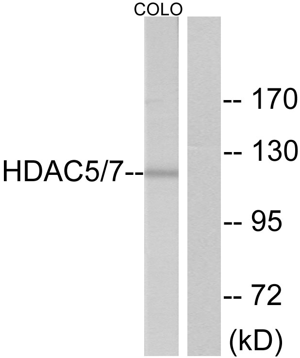 HDAC5 Rabbit pAb ABZ1279