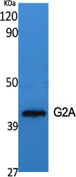 GPR132 Rabbit pAb ABZ1280