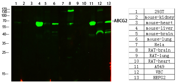 ABCG2 Rabbit pAb ABZ1281