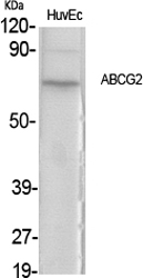 ABCG2 Rabbit pAb ABZ1281