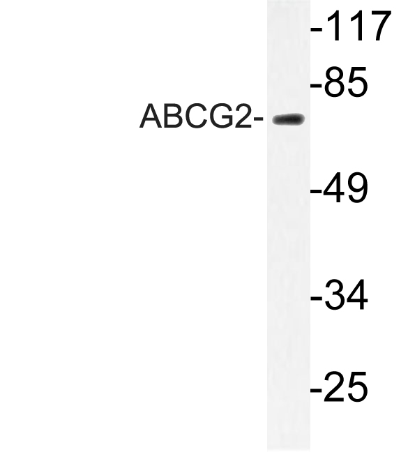 ABCG2 Rabbit pAb ABZ1281